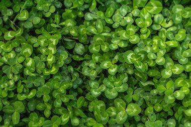 Taze yeşil yonca arka planı. Aziz Patrick Günü, iyi şansın sembolü, kavramsal düzlüğün. Bahar zamanı bahçıvanlık stili, metin için bir yer