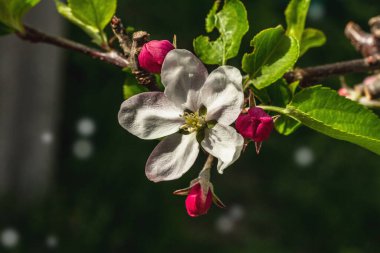 Bahçede çiçek açan elma ağacı. Bahar mevsiminde yetişen bitkiler. Bahçıvanlık konsepti arka plan, çiçek tarzı