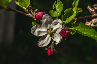 Bahçede çiçek açan elma ağacı. Bahar mevsiminde yetişen bitkiler. Bahçıvanlık konsepti arka plan, çiçek tarzı