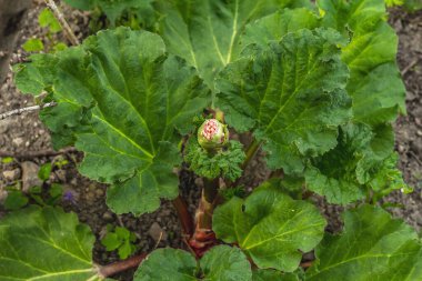 Genç taze ravent tomurcuğu ve büyük yeşil yapraklar. Bahar mevsiminde yetişen bitkiler. Bahçe konsepti arka planı, seçici odak