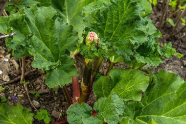 Genç taze ravent tomurcuğu ve büyük yeşil yapraklar. Bahar mevsiminde yetişen bitkiler. Bahçe konsepti arka planı, seçici odak