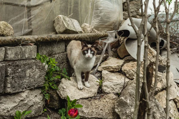 Kot Siedzi Ulicy Domowy Kot Poszedł Spacer Ogrodzie Kot Pozuje — Zdjęcie stockowe