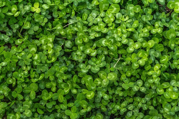 Taze yeşil yonca arka planı. Aziz Patrick Günü, iyi şansın sembolü, kavramsal düzlüğün. Bahar zamanı bahçıvanlık stili, metin için bir yer
