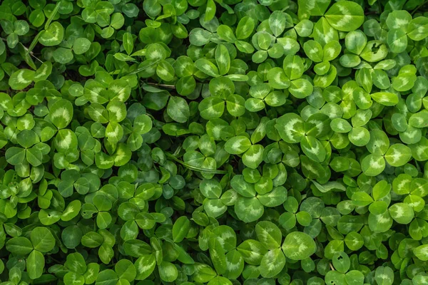 Taze yeşil yonca arka planı. Aziz Patrick Günü, iyi şansın sembolü, kavramsal düzlüğün. Bahar zamanı bahçıvanlık stili, metin için bir yer