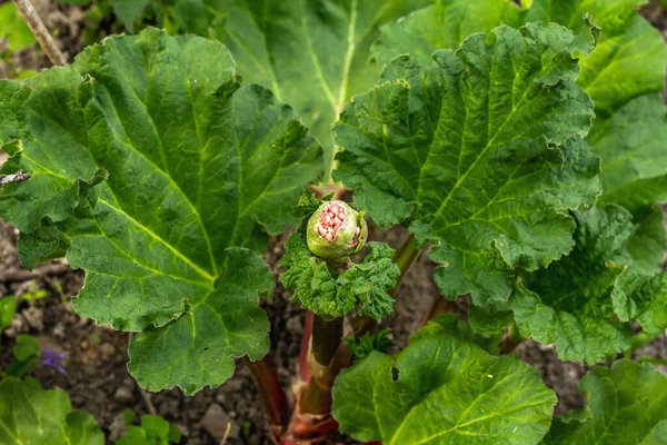 Bud Young Fresh Rhubarb Large Green Leaves Spring Seasonal Growing — Foto Stock