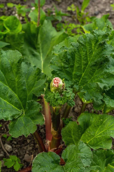 Bud Young Fresh Rhubarb Large Green Leaves Spring Seasonal Growing — Stock Photo, Image