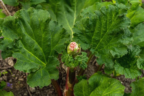 Genç taze ravent tomurcuğu ve büyük yeşil yapraklar. Bahar mevsiminde yetişen bitkiler. Bahçe konsepti arka planı, seçici odak