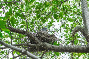 Güvercin kuş yuvaya oturur ve civcivleri yumurtadan çıkarır. Çiçek açan kiraz, bahçıvanlık konsepti, vahşi hayatın gözlemi.