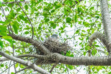 Güvercin kuş yuvaya oturur ve civcivleri yumurtadan çıkarır. Çiçek açan kiraz, bahçıvanlık konsepti, vahşi hayatın gözlemi.