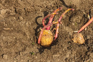 Taze patates filizleri, toprakta filizler. Bahçıvanlık konsepti. Büyüyen bitkilerin bahar mevsimi, metin için yer
