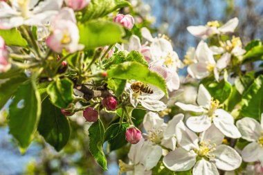 Bahçede çiçek açan elma ağacı. Bahar mevsiminde yetişen bitkiler. Bahçıvanlık konsepti arka plan, çiçek tarzı