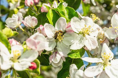 Bahçede çiçek açan elma ağacı. Bahar mevsiminde yetişen bitkiler. Bahçıvanlık konsepti arka plan, çiçek tarzı