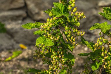 Bahçede olgunlaşmamış kırmızı frenk üzümü çalıları var. Bahar mevsiminde yetişen bitkiler. Bahçe konsepti arka planı, metin için bir yer