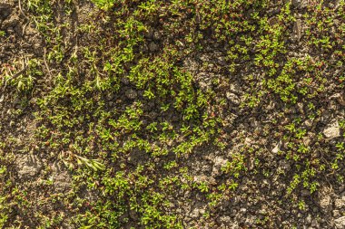Yerdeki tırmanma tesisi. Alpine Hill için dekoratif bahçe işleri. Peyzaj tasarımı konsepti örneği, bahçe tasarımı.