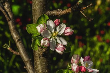 Bahçede çiçek açan elma ağacı. Bahar mevsiminde yetişen bitkiler. Bahçıvanlık konsepti arka plan, çiçek tarzı