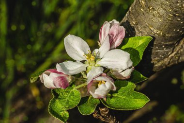 Bahçede çiçek açan elma ağacı. Bahar mevsiminde yetişen bitkiler. Bahçıvanlık konsepti arka plan, çiçek tarzı