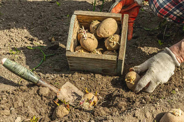 Gardening conceptual background. The woman's hands are holding a wooden crate with potatoes to plant into the soil. Spring season of outdoor work in a domestic garden