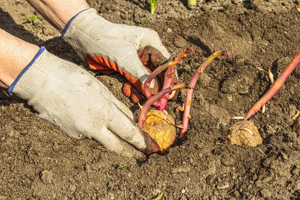 Gardening conceptual background. Woman\'s hands planting potatoes in to the soil. Spring season of outdoor work in domestic garden