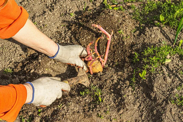 Gardening conceptual background. Woman\'s hands planting potatoes in to the soil. Spring season of outdoor work in domestic garden