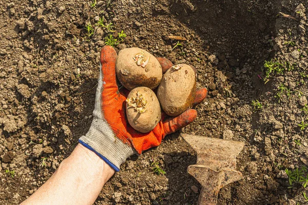 Gardening conceptual background. A woman\'s hands are holding potatoes that are ready to plant into the soil. Spring season of outdoor work in a domestic garden