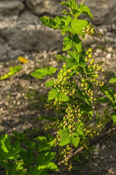 庭で熟していない赤いスグリの果実のブッシュ 成長する植物の春の季節 庭のコンセプトの背景 テキストのための場所 — ストック写真