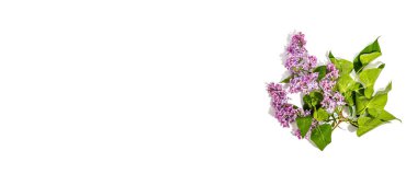 Beyaz arka planda yalıtılmış leylak çiçekleri. İlkbahar konsepti, desenli festival kartı için çiçek unsuru, sert ışık, koyu gölge, üst manzara, afiş biçimi