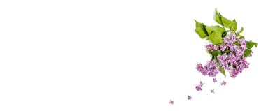 Beyaz arka planda yalıtılmış leylak çiçekleri. İlkbahar konsepti, desenli festival kartı için çiçek unsuru, sert ışık, koyu gölge, üst manzara, afiş biçimi