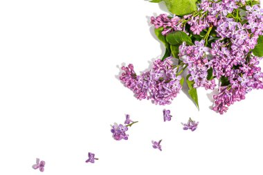 Beyaz arka planda yalıtılmış leylak çiçekleri. İlkbahar konsepti, çiçek desenli festival kartı, sert ışık, koyu gölge, üst manzara.