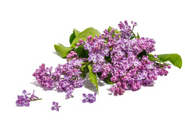 Beyaz arka planda yalıtılmış leylak çiçekleri. İlkbahar konsepti, çiçek desenli festival kartı, sert ışık, karanlık gölge, yakın çekim.