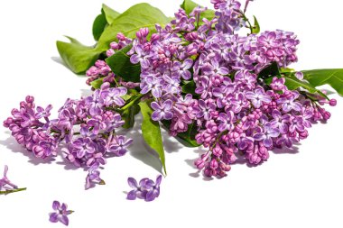 Beyaz arka planda yalıtılmış leylak çiçekleri. İlkbahar konsepti, çiçek desenli festival kartı, sert ışık, karanlık gölge, yakın çekim.