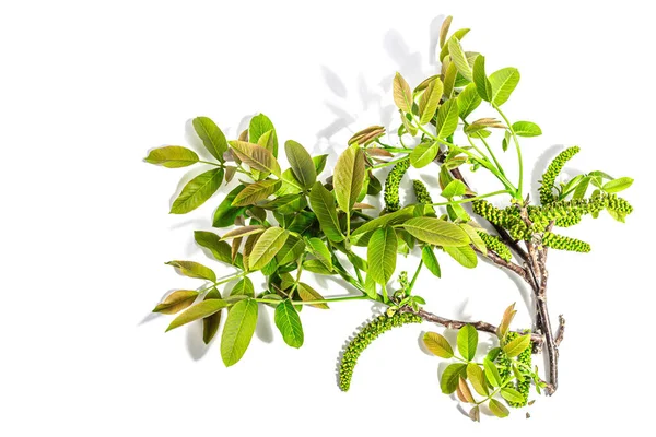 Branche Noix Fleurs Isolée Sur Fond Blanc Jeunes Pousses Fleurs — Photo