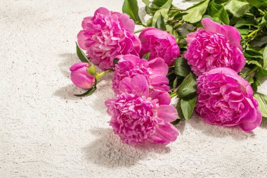 Güzel kokulu pembe şakayık buketi. Yaz sıva arka planı, mevsimlik tasarım, bayram kartı konsepti, sert ışık, karanlık gölge, kopyalama alanı