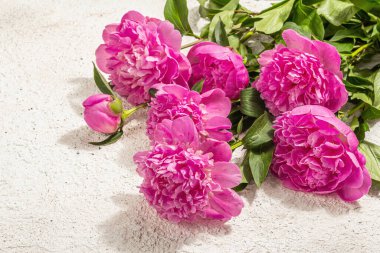 Güzel kokulu pembe şakayık buketi. Yaz sıva arka planı, mevsimlik tasarım, bayram kartı konsepti, sert ışık, karanlık gölge, kopyalama alanı