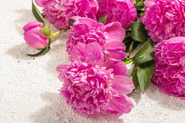 Güzel kokulu pembe şakayık buketi. Yaz sıva arka planı, mevsimlik tasarım, bayram kartı konsepti, sert ışık, karanlık gölge, kapat