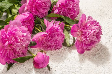 Güzel kokulu pembe şakayık buketi. Yaz sıva arka planı, mevsimlik tasarım, bayram kartı konsepti, sert ışık, karanlık gölge, kapat