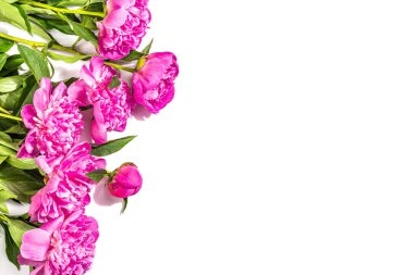 Beyaz arka planda izole edilmiş güzel kokulu pembe şakayıklar. Yaz kartı, mevsimlik tasarım, bayram konsepti, sert ışık, koyu gölge, üst manzara