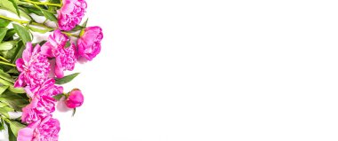 Beyaz arka planda izole edilmiş güzel kokulu pembe şakayıklar. Yaz kartı, mevsimlik tasarım, bayram konsepti, sert ışık, koyu gölge, pankart biçimi