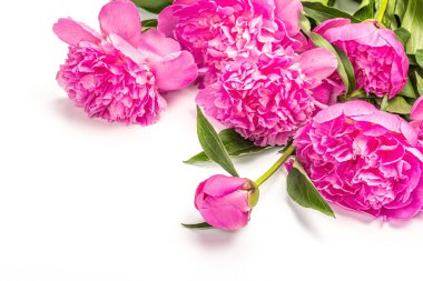 Beyaz arka planda izole edilmiş güzel kokulu pembe şakayıklar. Yaz kartı, mevsimlik tasarım, bayram konsepti, sert ışık, karanlık gölge, kapat