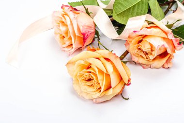 Beyaz arka planda izole edilmiş taze narin güller. Romantik hediye konsepti, nazik çiçekler. Anneler, sevgililer günü ya da kadınlar günü. Model, şablon, tebrik kartı, düz uzanma