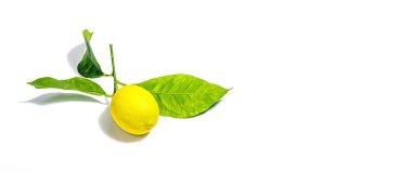 Beyaz arka planda taze yaprakları olan olgun bir limon. Meyve suyu, vitamin bileşeni, maket, şablon, düz yatak. Modern sert ışık, karanlık gölge