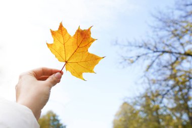 Güzel bir sonbahar yaprağı elinde mavi gökyüzü ile doğa arka planında