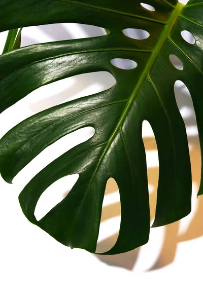 몽테라 Monstera 배경에 깎아내리는 — 스톡 사진