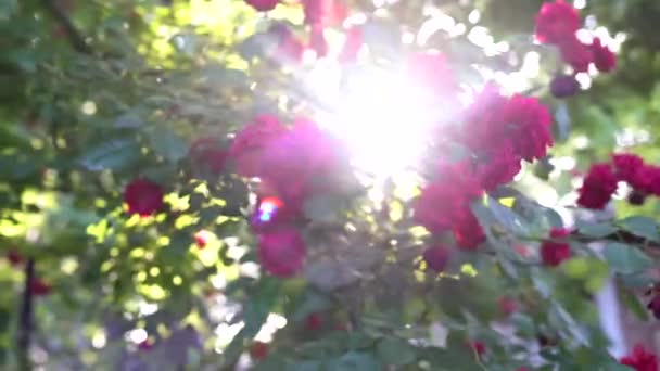 日没時に庭の新鮮な赤いバラ — ストック動画