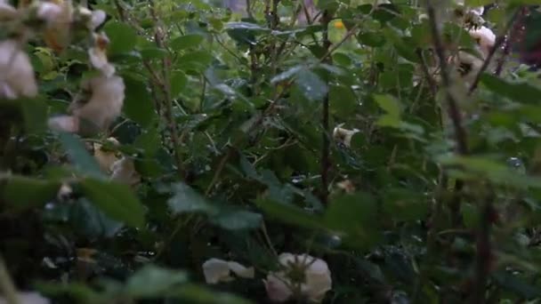 Prachtige Rozentuin Met Regendruppels Schoonheid Verse Bloemen Groeien Zomertuin Bloeien — Stockvideo