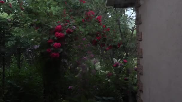 Esőcsepp Ablakon Esős Nap Kert Vörös Rózsákkal — Stock videók