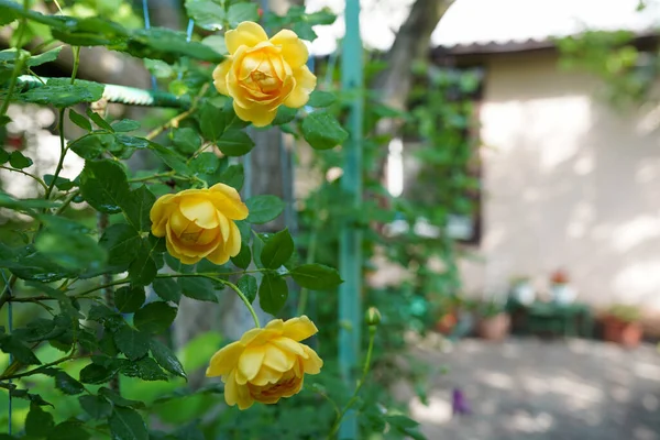 Landscaped Front Yard House Yellow Roses Flowers — Stockfoto