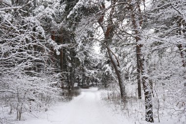 Kış ormanlarında yol karla kaplıydı.