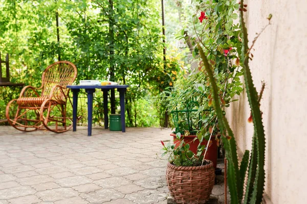 植物と黄色の家の壁 庭の鉢の庭の花 — ストック写真