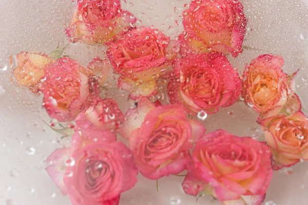 Roses Avec Gouttes Eau Sur Fond Clair — Photo