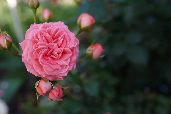 Pink Roses Garden Front House Yard — Stock Photo, Image